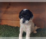 Small Photo #16 Poodle (Miniature) Puppy For Sale in FILLMORE, UT, USA