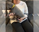 Small Photo #8 Cane Corso Puppy For Sale in ATASCOCITA, TX, USA