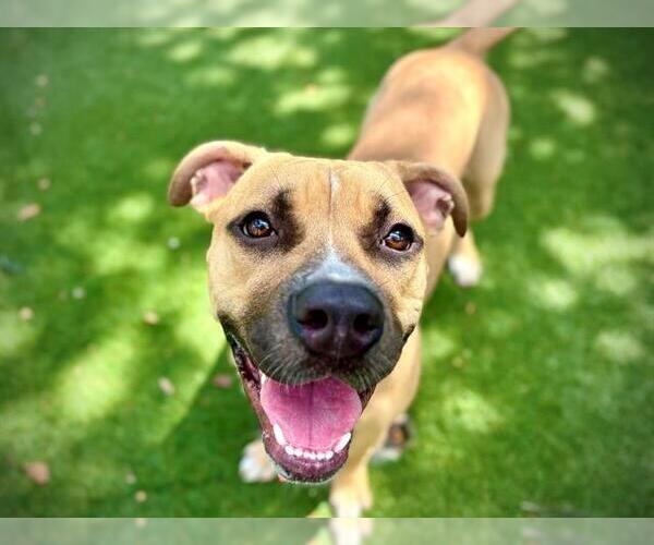 Medium Photo #2 Black Mouth Cur-Unknown Mix Puppy For Sale in Orlando, FL, USA
