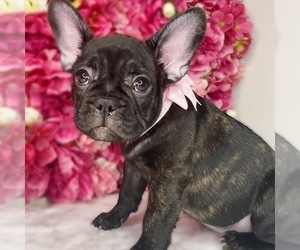 French Bulldog Puppy for sale in STATEN ISLAND, NY, USA