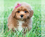 Small #4 Maltipoo (Toy)