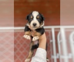 Small Photo #10 Australian Shepherd Puppy For Sale in SAINT MATTHEWS, SC, USA