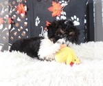 Small #2 Aussiedoodle-Poodle (Toy) Mix