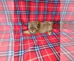 Small #6 Shorkie Tzu