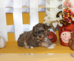 Small Photo #12 Poodle (Toy) Puppy For Sale in CHANUTE, KS, USA