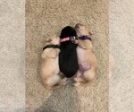 Small Photo #4 Labrador Retriever Puppy For Sale in LITTLE ROCK, AR, USA