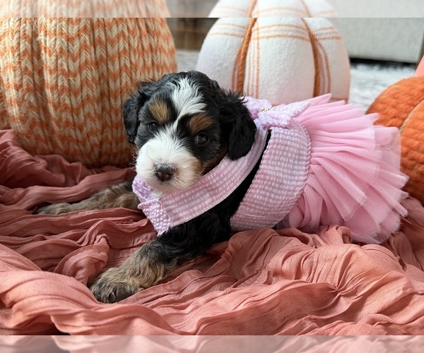 Medium Photo #4 Miniature Bernedoodle Puppy For Sale in WOODSTOCK, GA, USA