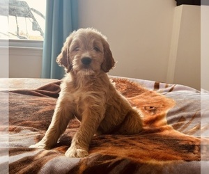 Goldendoodle (Miniature) Puppy for sale in FULTON, MO, USA