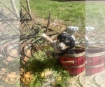 Small Photo #18 Australian Shepherd Puppy For Sale in FARMVILLE, VA, USA