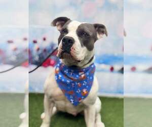 American Bulldog Dogs for adoption in Pompano Beach , FL, USA