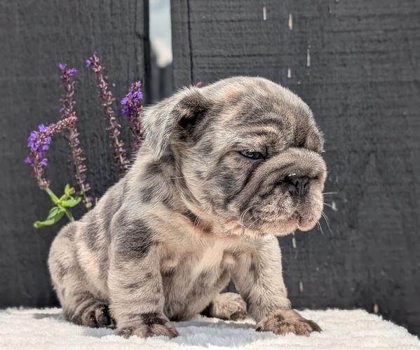Medium Photo #10 French Bulldog Puppy For Sale in GOSHEN, IN, USA