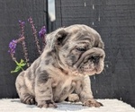 Small #9 French Bulldog