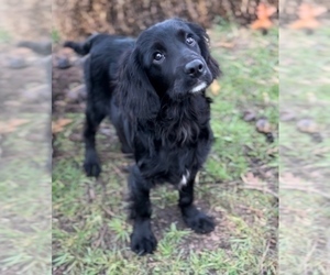 Cavalier King Charles Spaniel-Goldendoodle Mix Puppy for sale in EDWARDSBURG, MI, USA