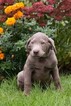 Small Photo #1 Labrador Retriever Puppy For Sale in NEW PITTSBURGH, OH, USA