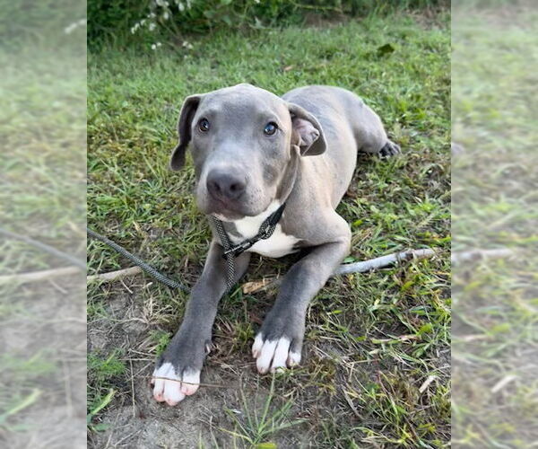 Medium Photo #4 Bulldog-Unknown Mix Puppy For Sale in Tarrytown, GA, USA