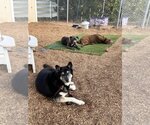 Small #3 Siberian Husky