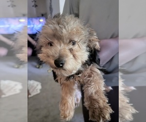 Morkie Puppy for sale in GWYNN OAK, MD, USA