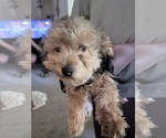 Small Morkie