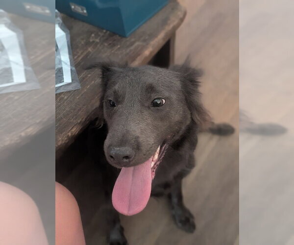Medium Photo #3 Boykin Spaniel Puppy For Sale in garner, NC, USA