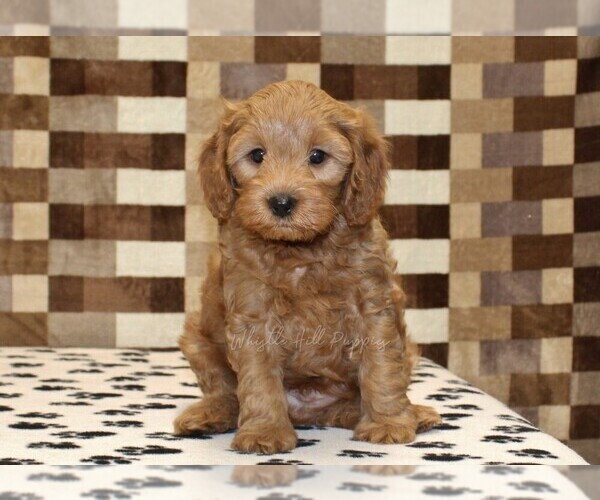 Medium Photo #3 Cavapoo (Miniature) Puppy For Sale in DENVER, PA, USA