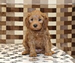 Small #2 Cavapoo (Miniature)