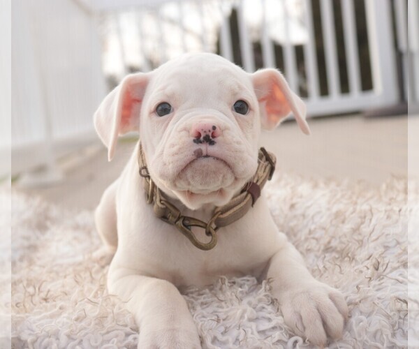 Medium Photo #4 Boxer Puppy For Sale in SHIPSHEWANA, IN, USA