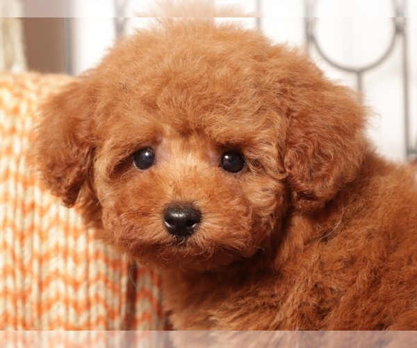 Medium Photo #2 Poodle (Miniature) Puppy For Sale in NAPLES, FL, USA