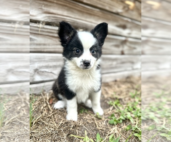 Medium Photo #1 Miniature Australian Shepherd Puppy For Sale in ORLANDO, FL, USA