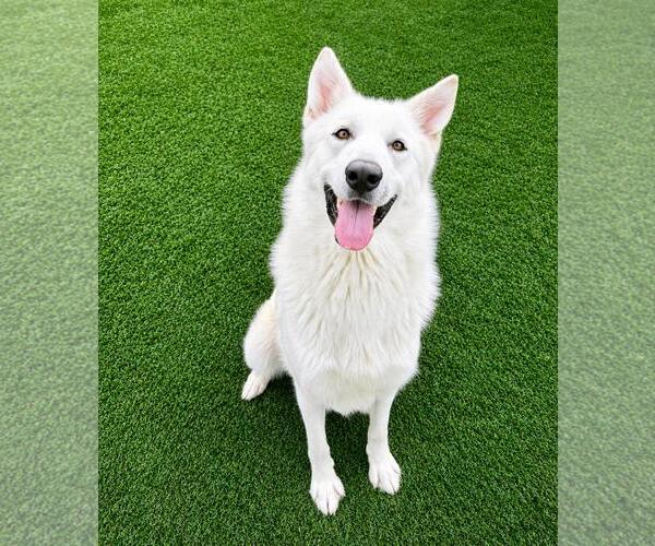 Medium Photo #17 German Shepherd Dog-Unknown Mix Puppy For Sale in Rockwall, TX, USA