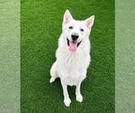 Small #16 German Shepherd Dog Mix