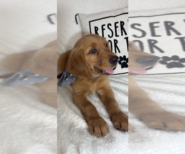 Medium Photo #5 Golden Retriever Puppy For Sale in GREENFIELD, IN, USA
