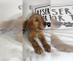 Small #4 Golden Retriever