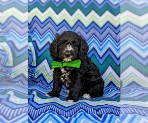 Poodle (Miniature)-YorkiePoo Mix Puppy for sale in LANCASTER, PA, USA