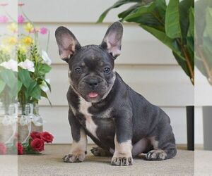 French Bulldog Puppy for sale in LEOLA, PA, USA