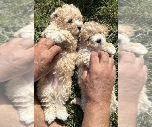 Medium Photo #7 ShihPoo Puppy For Sale in SALEM, OR, USA