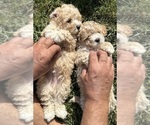Small #6 ShihPoo