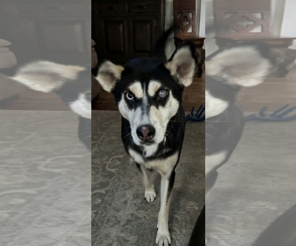 Medium Photo #1 Siberian Husky-Unknown Mix Puppy For Sale in Holly Springs, NC, USA
