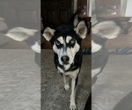 Small Siberian Husky Mix