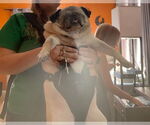 Small Photo #4 Pug Puppy For Sale in Indianapolis, IN, USA