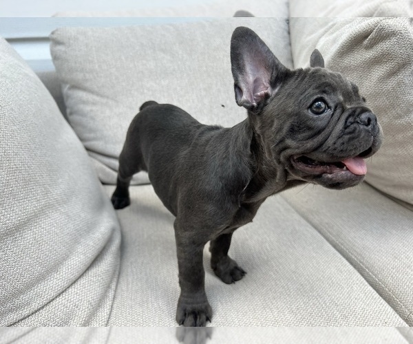 Medium Photo #3 French Bulldog Puppy For Sale in BROOKLYN, NY, USA