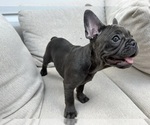 Small #2 French Bulldog