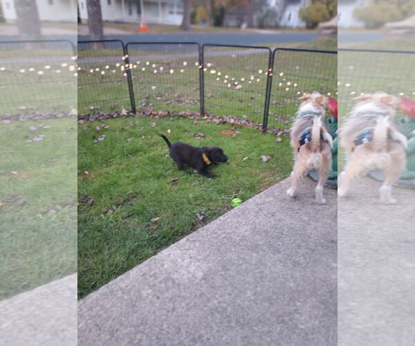 Medium Photo #4 Labrador Retriever-Unknown Mix Puppy For Sale in New London, WI, USA