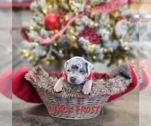 American Bully Puppy for sale in DYERSBURG, TN, USA