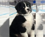 Small Photo #2 Australian Shepherd Puppy For Sale in MERCER, WI, USA