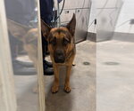 Small German Shepherd Dog