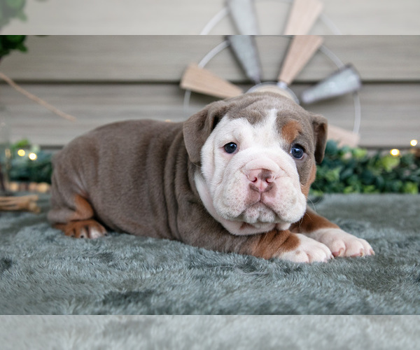 Medium Photo #14 Beabull Puppy For Sale in MILLERSBURG, OH, USA