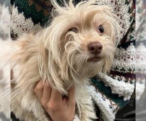 Mutt Dogs for adoption in Alameda, CA, USA