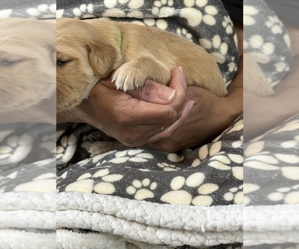 Medium Photo #10 Golden Retriever Puppy For Sale in BRANDON, FL, USA