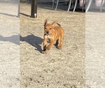 Small Photo #79 Rhodesian Ridgeback Puppy For Sale in MORONGO VALLEY, CA, USA