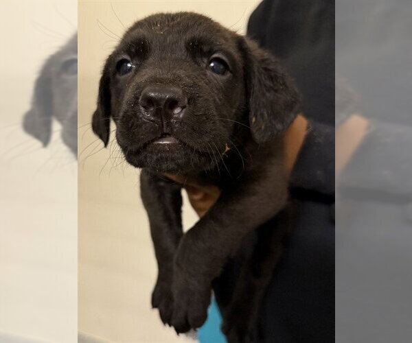 Medium Photo #1 Great Dane-Labrador Retriever Mix Puppy For Sale in Houston, TX, USA